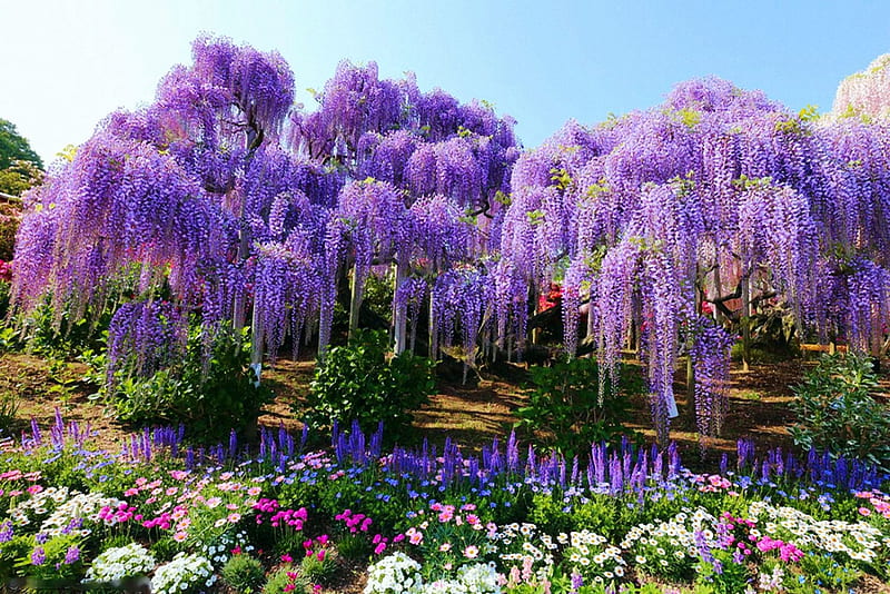 Wisteria in Ashikaga Flower Park, japan, colors, blossoms, spring, blue, HD wallpaper