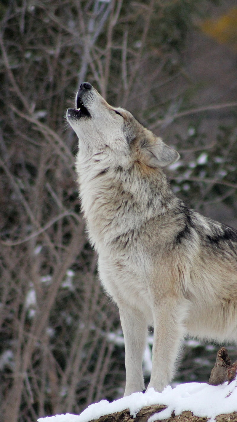 Wolf Howling , wolf, wolves, HD phone wallpaper