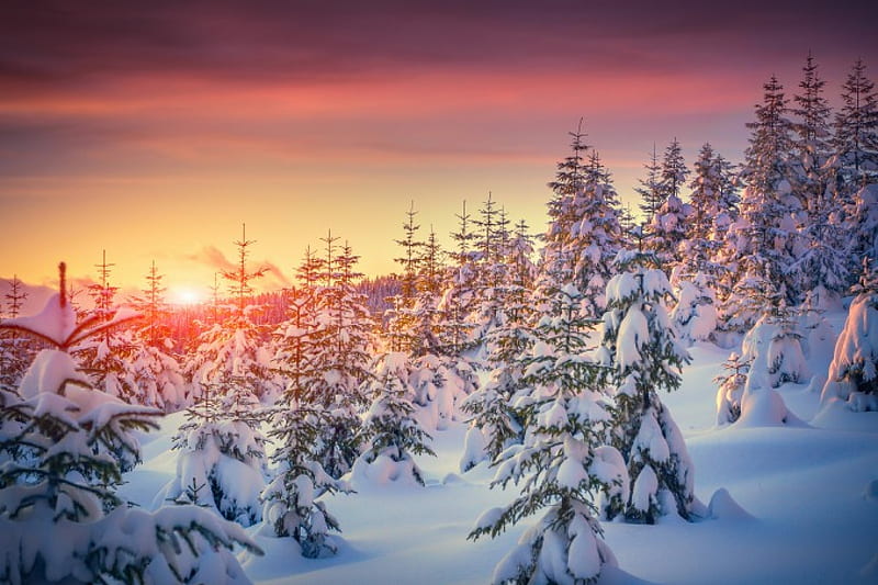 Winter, tree, snow, sunset, fir, HD wallpaper | Peakpx