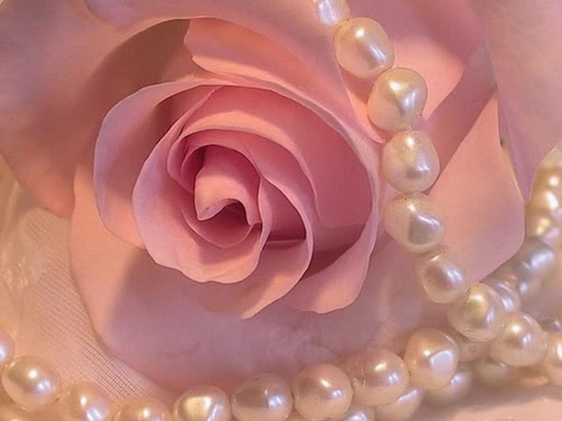 *Pearl Rose*, pretty, dreamy, rose, bonito, valentine, sweet, pearl, love, feminine, flowers, beauty, glamour, pearls, pink, gorgeous, lovely, romantic, romance, necklace, pure, soft, delicate, softness, jewelry, perfection, femininity, flower, nature, petals, HD wallpaper