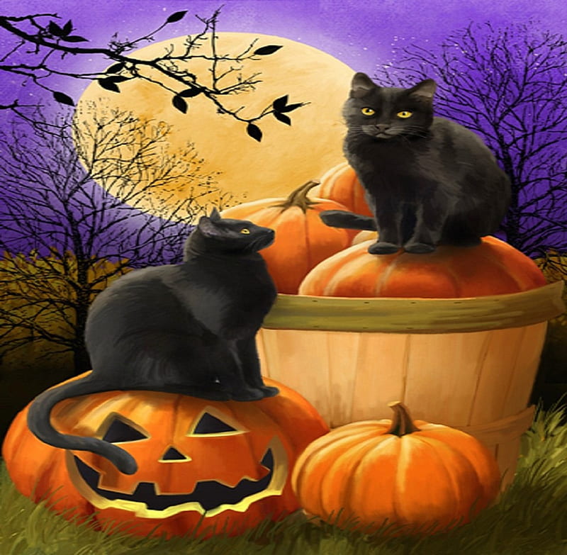 ★Midnight Rendezvous★, pretty, fall season, autumn, holidays, lovely, halloween, colors, love four seasons, fun, creative pre-made, black cats, cute, paintings, weird things people wear, cats, pumpkins, HD wallpaper