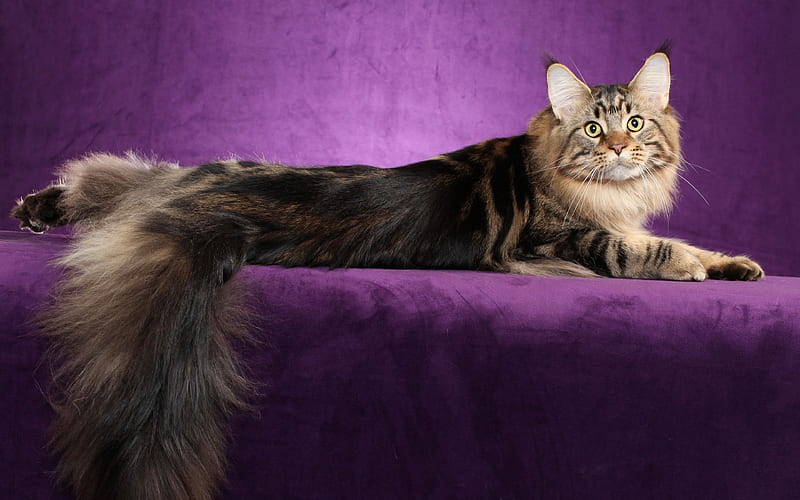 furry cat, Persian cat, long tail, domestic cats, cute animals, HD wallpaper