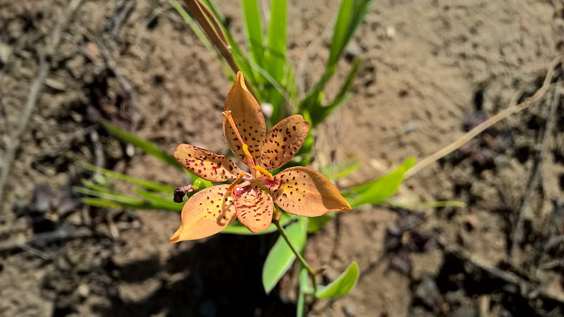 Orquídea, flor, tierra, Fondo de pantalla HD | Peakpx