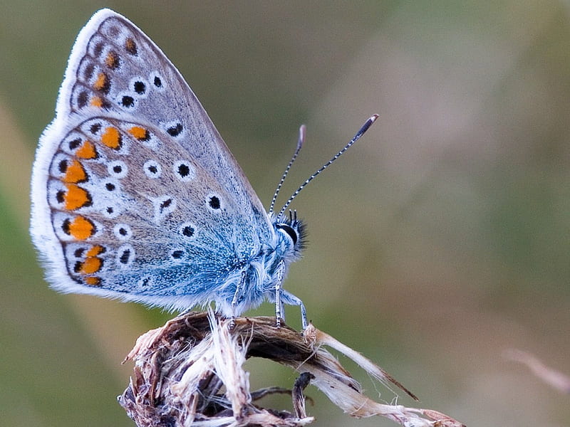 *** Beautiful blue butterfly ***, owady, motyl, niebieski, zwierzeta, HD wallpaper