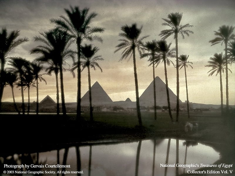 Egypts Pyramids, Palm Trees, Pyramid, Desert, Egypt, HD wallpaper