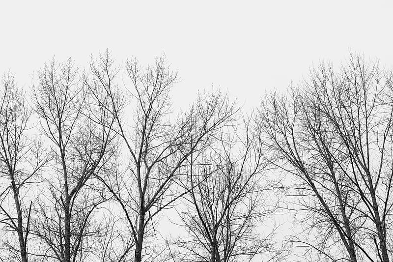 bare trees under white sky, HD wallpaper