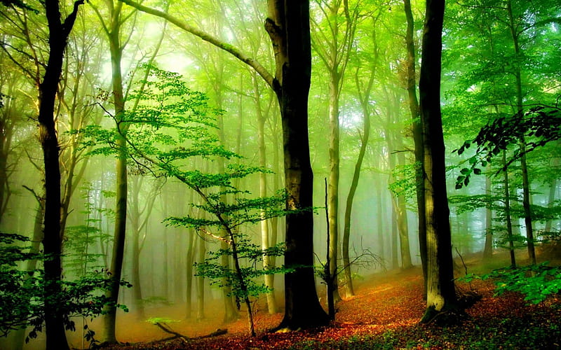 Misty forest, pretty, woods, bonito, fog, leaves, nice, green, forest, lovely, greenery, trees, mist, rays, slope, summer, nature, branches, HD wallpaper