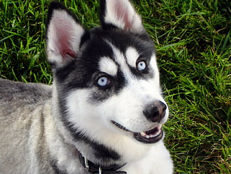 Closeup Siberian Husky Puppy Different Eyes Tote Bag by Sergey