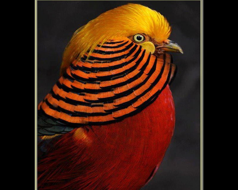 bird, red, black, beak, yellow, feathers, HD wallpaper