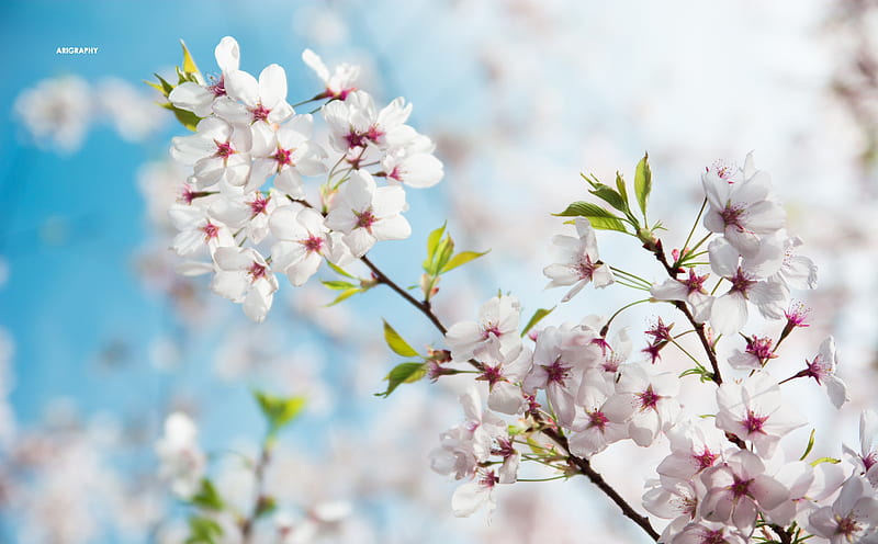 Sakura, Spring Ultra, Seasons, Spring, Cherry, Flowers, Branch, Blossom, sakura, bluesky, HD wallpaper