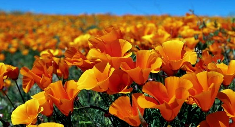 California State Flower Poppy, Poppy, California, Flower, State, HD wallpaper