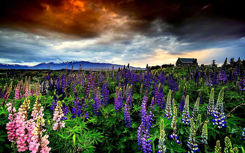 LUPIN MEADOW, mountain, lupins, house, nature, clouds, sky, HD