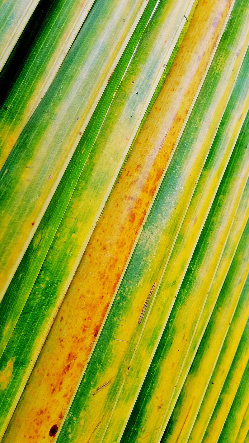 1920x1080px, 1080P free download | The coconut leaf, coconut, leaves