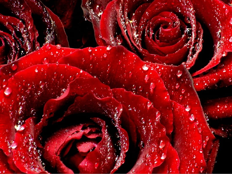 Red Roses . jpg, red, dewdrops, roses, petals love, HD wallpaper