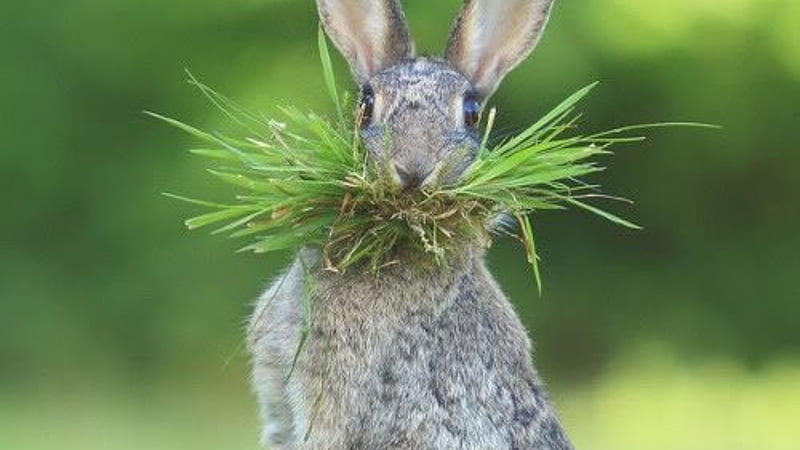 stand still, rabbit, nature, grass, animal, HD wallpaper
