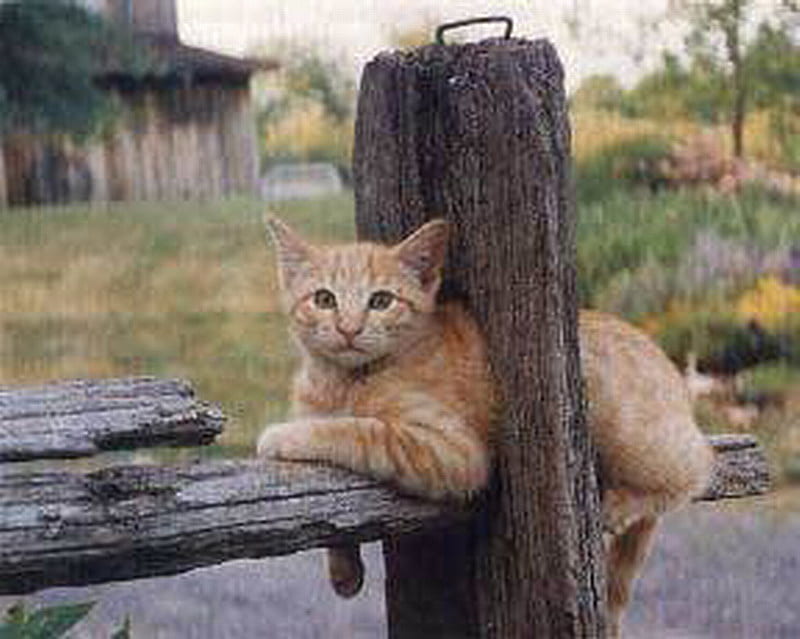 POSTER CAT, fence, cute, post, cat, HD wallpaper