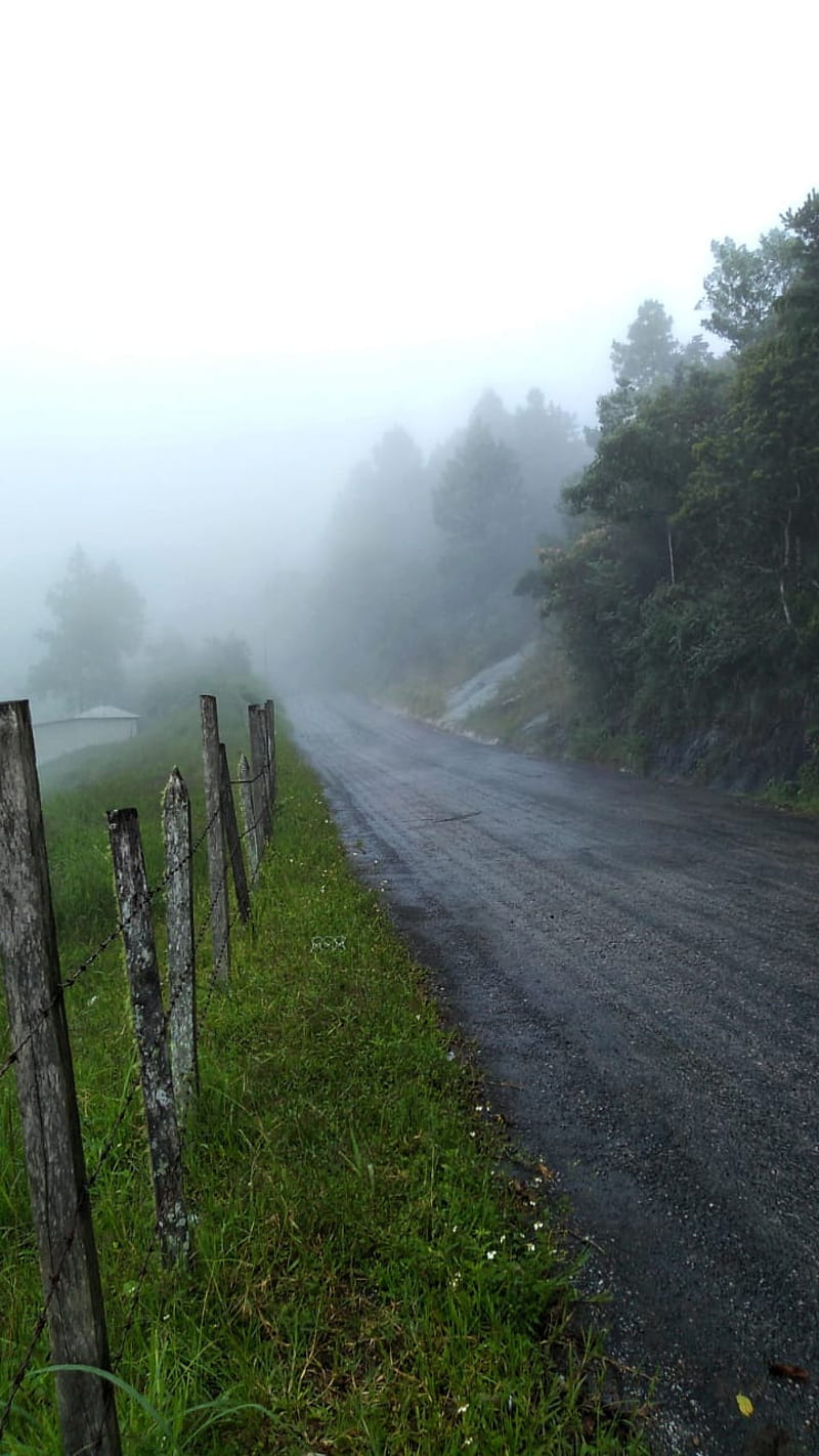 Neblina , forest, calle, camina, carretera, rain, HD phone wallpaper