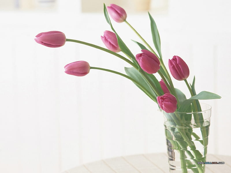 Tulip Buds, clear, fresh, stems, spring, floral, glass, leaves, water, leaning, cuts, flowers, tulips, pinks, HD wallpaper