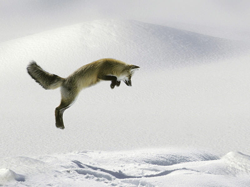 Leaping Red Fox !!!, fox, snow, white, animal, leap, HD wallpaper | Peakpx