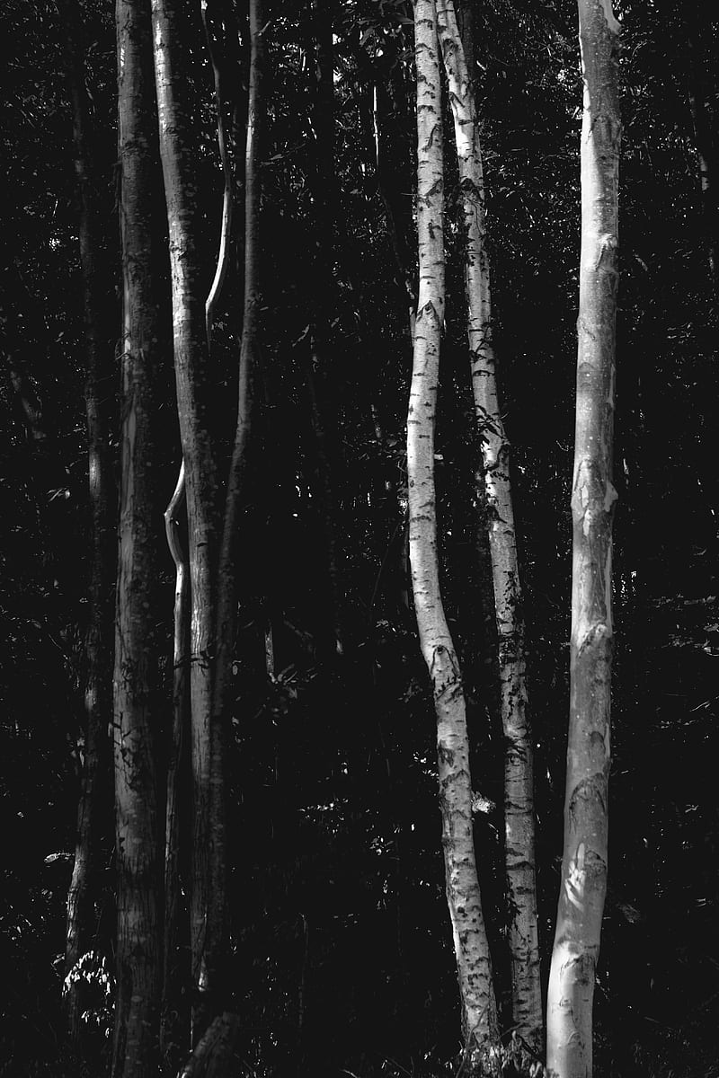 trees, forest, bw, birch, HD phone wallpaper