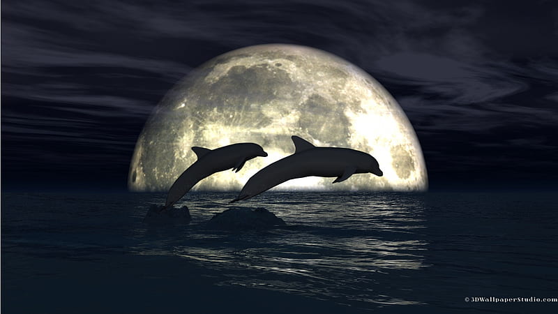 dive with the moon, water, moon, dark sky, dolphins, HD wallpaper