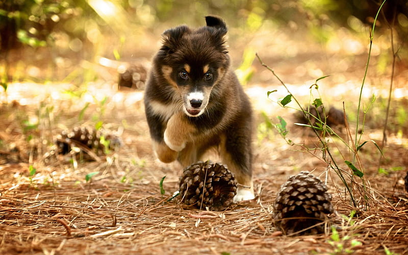 puppy, forest, cone, cute animals, running, dog, HD wallpaper