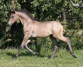 arabian horse foals