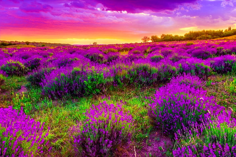 Purple spring dusk, colors of nature, colorful, sun, flower fields, sky clouds, dusk, sunset, nature of forces, mountain, beautiful landscape, graphy, sunrise, evening, purple flowers, purple, colorful sky, awesome, nature, HD wallpaper