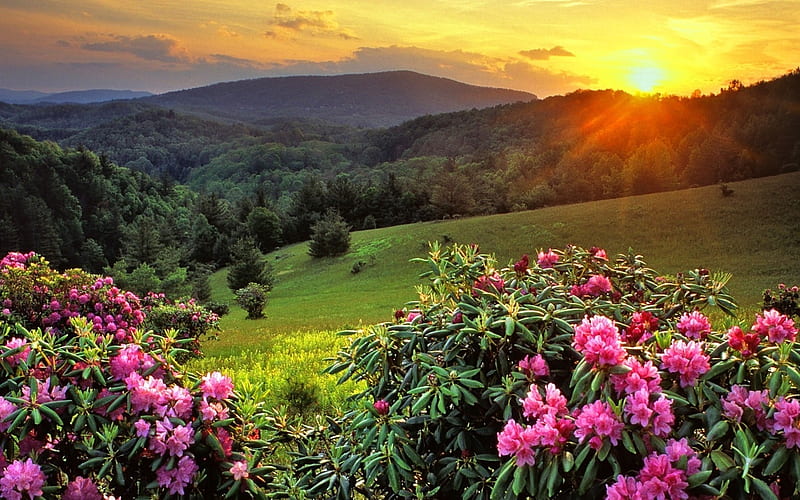 Pink Blossoms in Spring, sun, sunset, sky, mountains, rhododendron, HD wallpaper