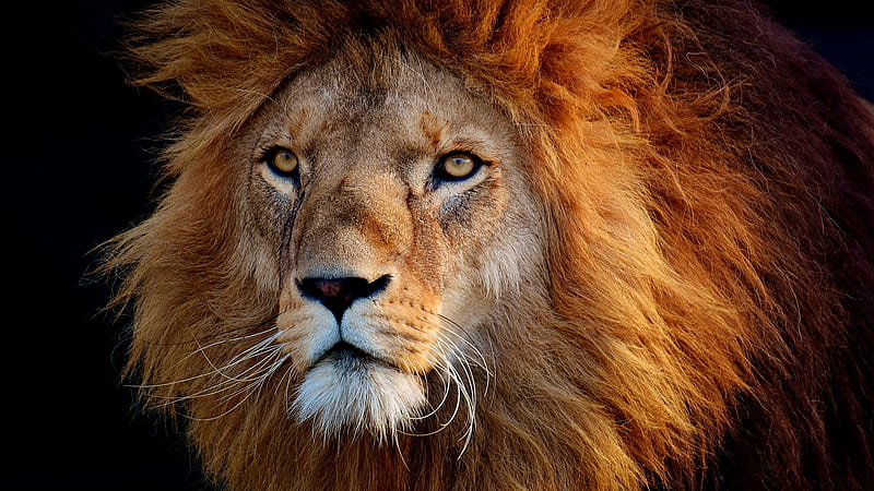 Closeup Of Bold Lion Lion, HD wallpaper