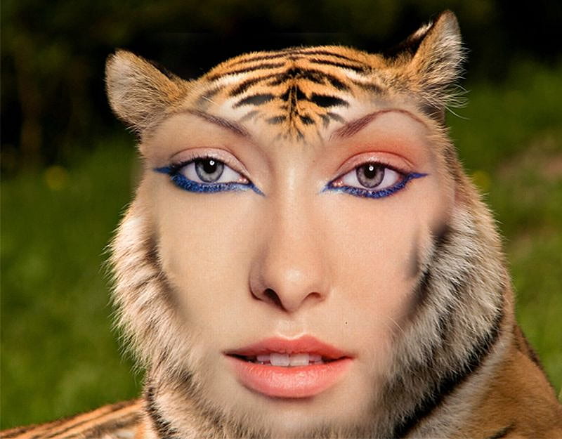 Tigress, funny, mixed, HD wallpaper