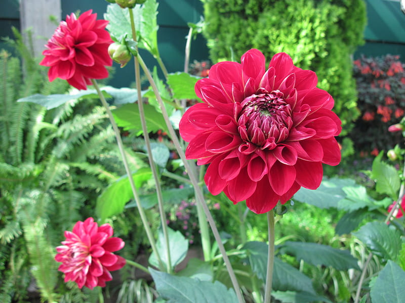 Exotic flowers at the pyramids 50, graphy, Red, green, Dahlia, garden, Flowers, HD wallpaper