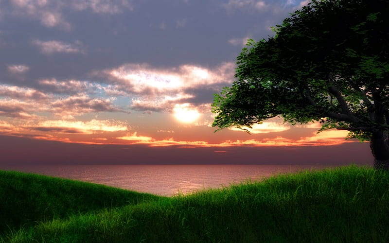 hilltop sunset, tree, sun, sky, grass, HD wallpaper