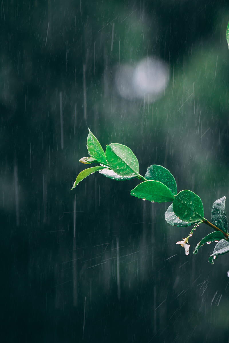 branch, rain, macro, leaves, drops, HD phone wallpaper