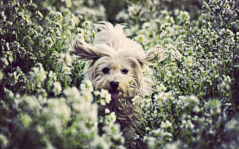 Havana Bichon in flowers, summer, pets, white Havanese, Havana Bichon, running dog, R, Bichon Havanese, dogs, fluffy dog, cute animals, Havana Bichon Dog, Havanese, HD wallpaper