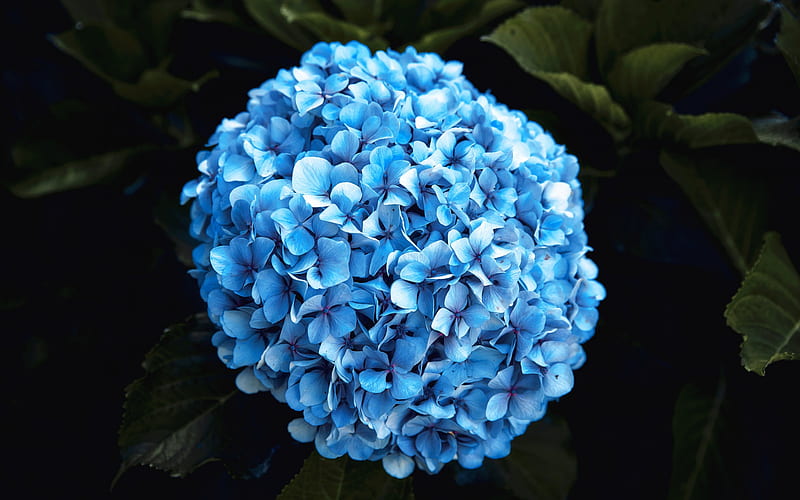 Hydrangea, hortensia, blue flower, beautiful flowers, background with blue flower, blue hydrangea, HD wallpaper
