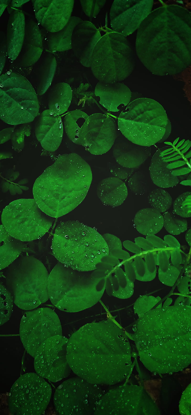 Green oppo9pro, leaves, lucky, premium, HD phone wallpaper