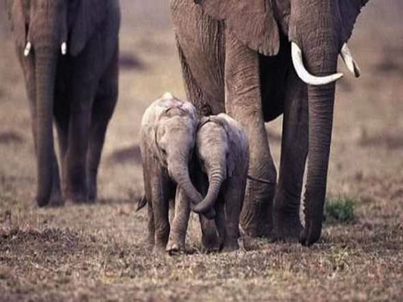 Holding Trunks..., family, elephant, calf, trunks, baby, sweet, cute, friends, stroll, HD wallpaper