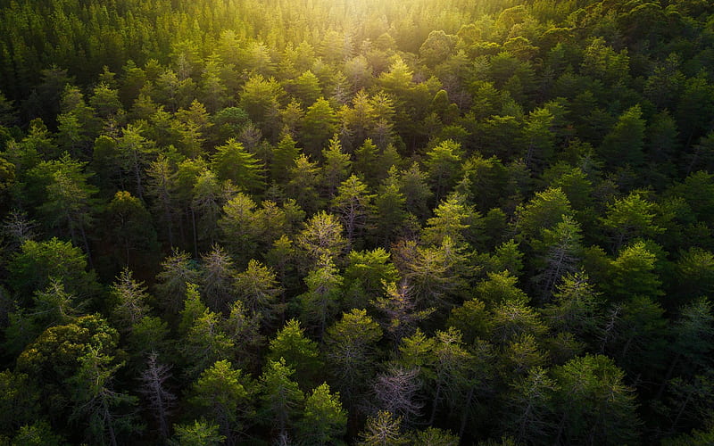 green forest, top view, trees, sunset, sunlight, HD wallpaper