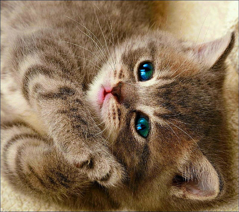Cat, cute little, HD wallpaper | Peakpx