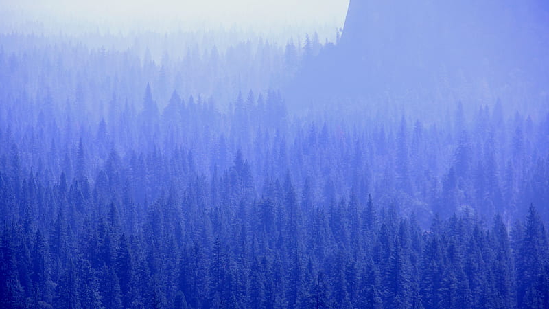 Forest Trees Blue Tone , forest, trees, nature, blue, HD wallpaper