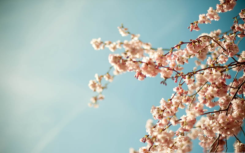 blossom tree-spring landscape, HD wallpaper