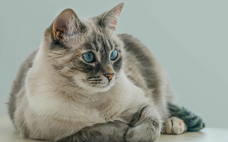 Tonkinese, white cat with blue eyes, cute animals, cats, breeds of domestic cats, HD wallpaper