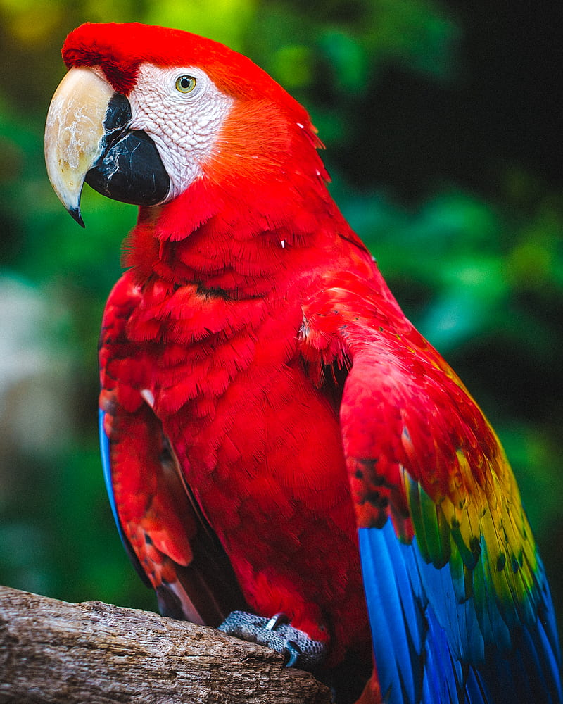 Scarlet Macaw porches on tree branch, HD phone wallpaper