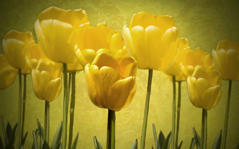 Yellow Tulips, yellow, flowers, nature, tulips, HD wallpaper | Peakpx