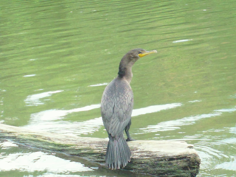 Double Crested Cormorant, ducks, birds, nature, river, animals, HD wallpaper