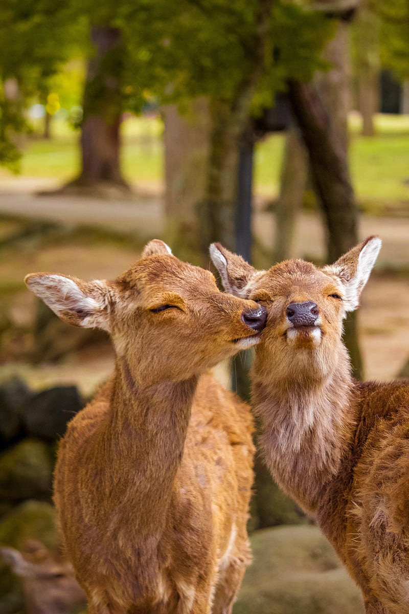 deer, cute, funny, animals, wildlife, HD phone wallpaper