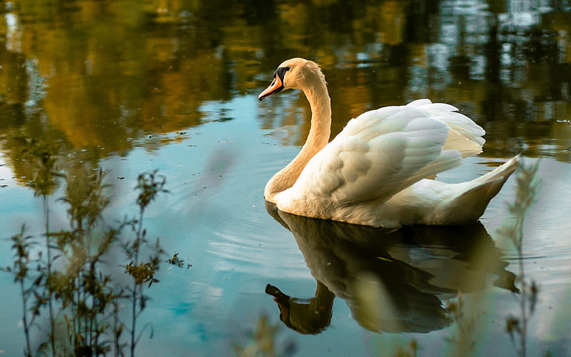 Birds, Mute swan, Bird, Mute Swan, Reflection, Swan, Water, HD wallpaper