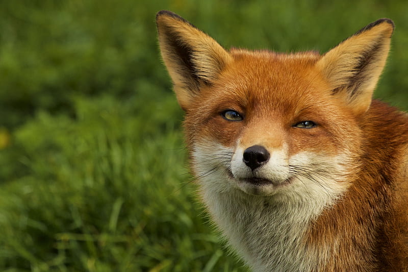 fox, sly look, wildlife, HD wallpaper
