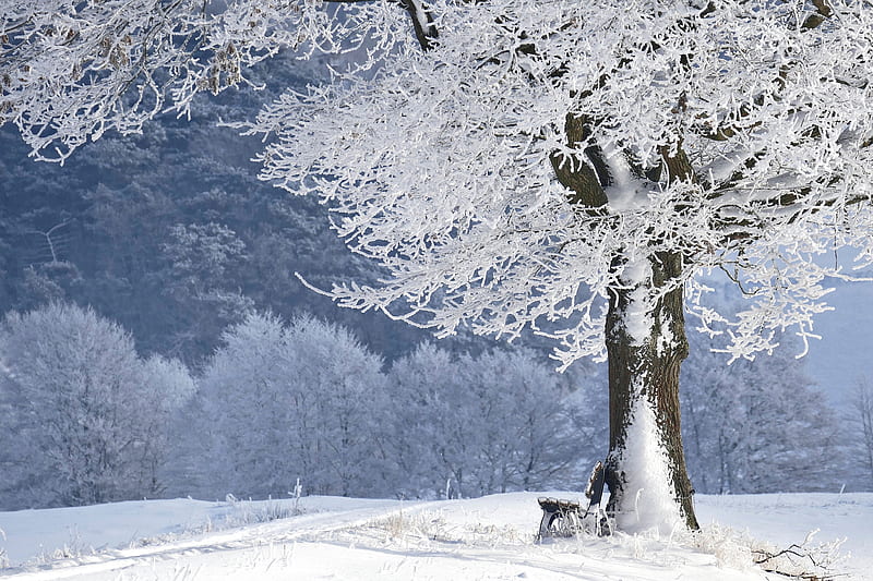 graphy, Winter, Bench, Frost, Park, Snow, Tree, HD wallpaper
